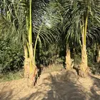 نارجيل كوكونت نخيل نارجيل جوز الهند نخيل Coconut palm