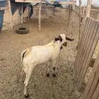 تيس جدعي طيب صوره ثانيه لي معه اخته توم ولايسة لابيع