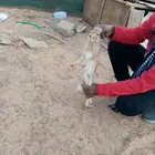 أرانب الشمال حمر