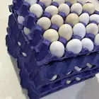 بيض بلدي القريات