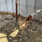 للبيع دجاجه هنديه