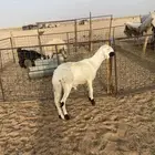 جذع ساكني طيب