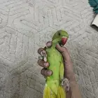دره ذكر