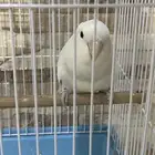 روز