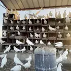 للبيع حمام فرنسي