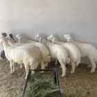 طليان حريه شحم وظهر الصحه شرط