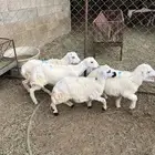 خرفان تربيه( تم البيع)