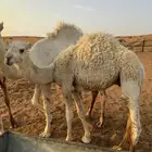 قعود
