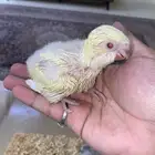 فروخ ببغاء كويكر غر ( تم البيع )