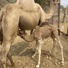 ناقه محور للبيع