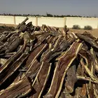 صندوق دنا شرط يابس وسمر ستا مسمار شاص طويل