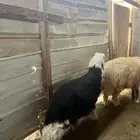 طلي نعيمي ونجدي