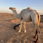 منيحه القحة الوضحى