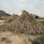 قصب