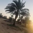 نخل للبيع