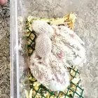 فروخ روز البينو تقبل الغر