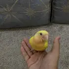 طير روز عيون حمر اليف متدرب هدد داخلي العمر تقريبا  شهر