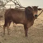 ثور بلدي مشروط