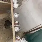 حمام باكستاني منتج