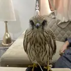 باشق فرخ العمر 4 شهور وحش