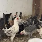 دجاج بلدي و فيومي