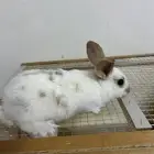 أرانب للبيع صغيره وحلوه