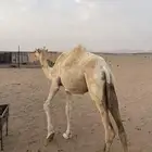 بكره لبيع