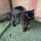 قطة شيرازية للتبني مع عيالها