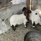 هرفي