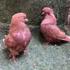 طبه دمستك الاحمر