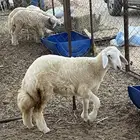 رخل حريه شحم ( تم البيع )