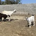 معزاء متابيع العدد ثنتين تحتها أربعه الموقع جعبه غرب بيشة