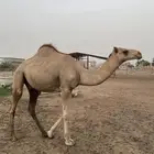 جمل
