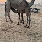 للبيع حشو فل شحم