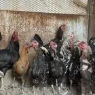 دجاج ماكنتوش