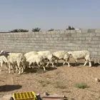 للبيع حريات والد
