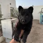 جيرمن شببرد