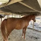 خيل