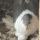 حمام شيرازي