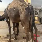 حوار طيب الموقع لفلاح