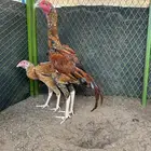 جوز سندي بيور