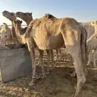 ناقه للبيع كبيره