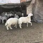 طليان فل الفل شحم ذبايح رمضان من مراح في الديره