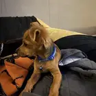 كلاب شيواوا للتبني ( برسوم )