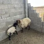 نعيميه رغوث