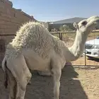 حوار