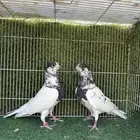 زوج حمام بانتيز