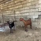 شاة دهما منتوج