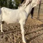 تيس مطور ابرص