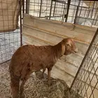 طلي سواكني تربية على الشرط